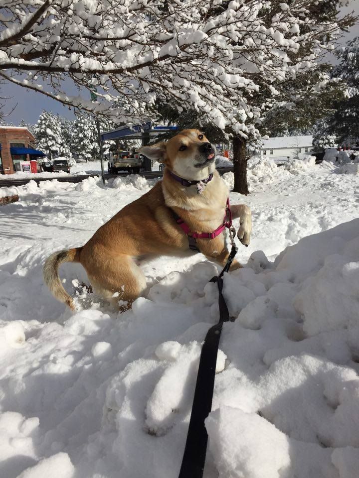 Romping in the Snow